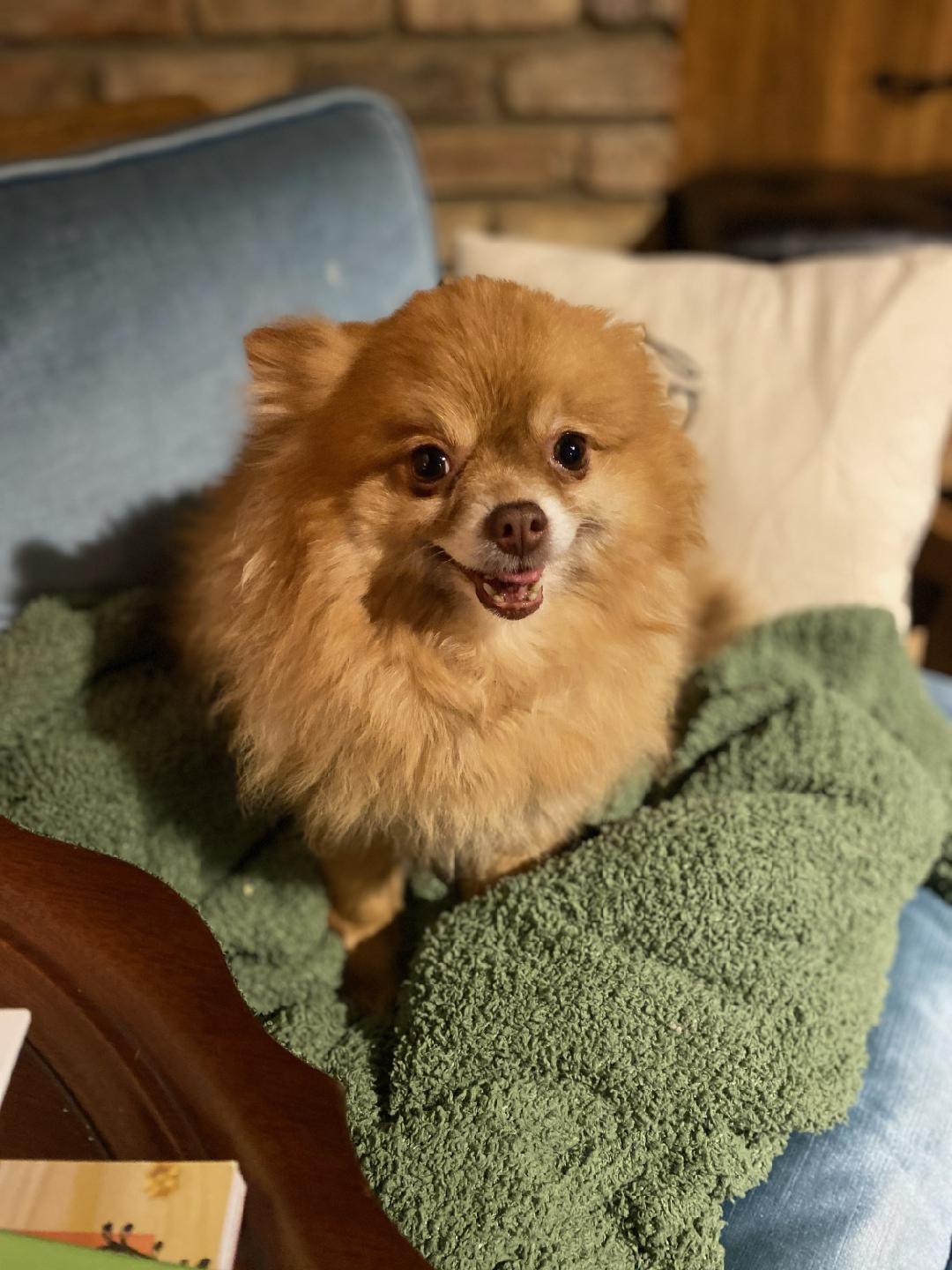 Enlarge Princess, a Adoptable Pomeranian in Sioux Falls, SD image 1/2