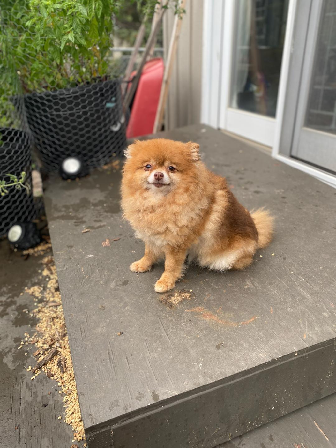 Enlarge Princess, a Adoptable Pomeranian in Sioux Falls, SD image 2/2