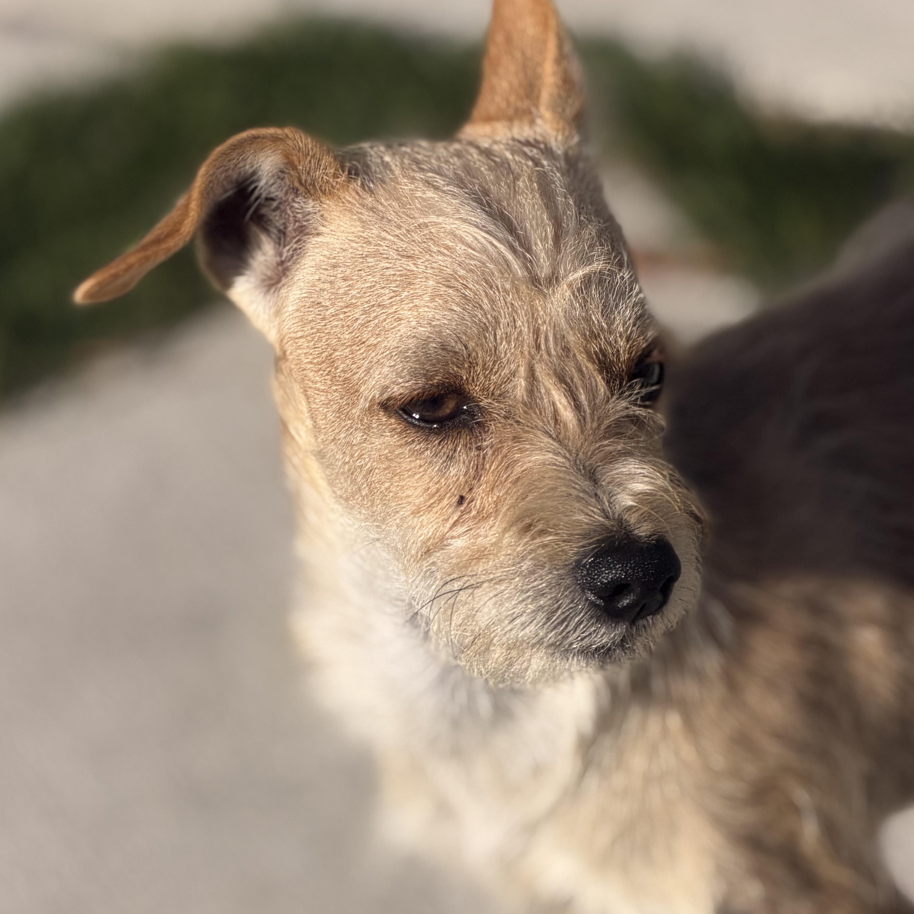 Mr. Scruffy Goose photo