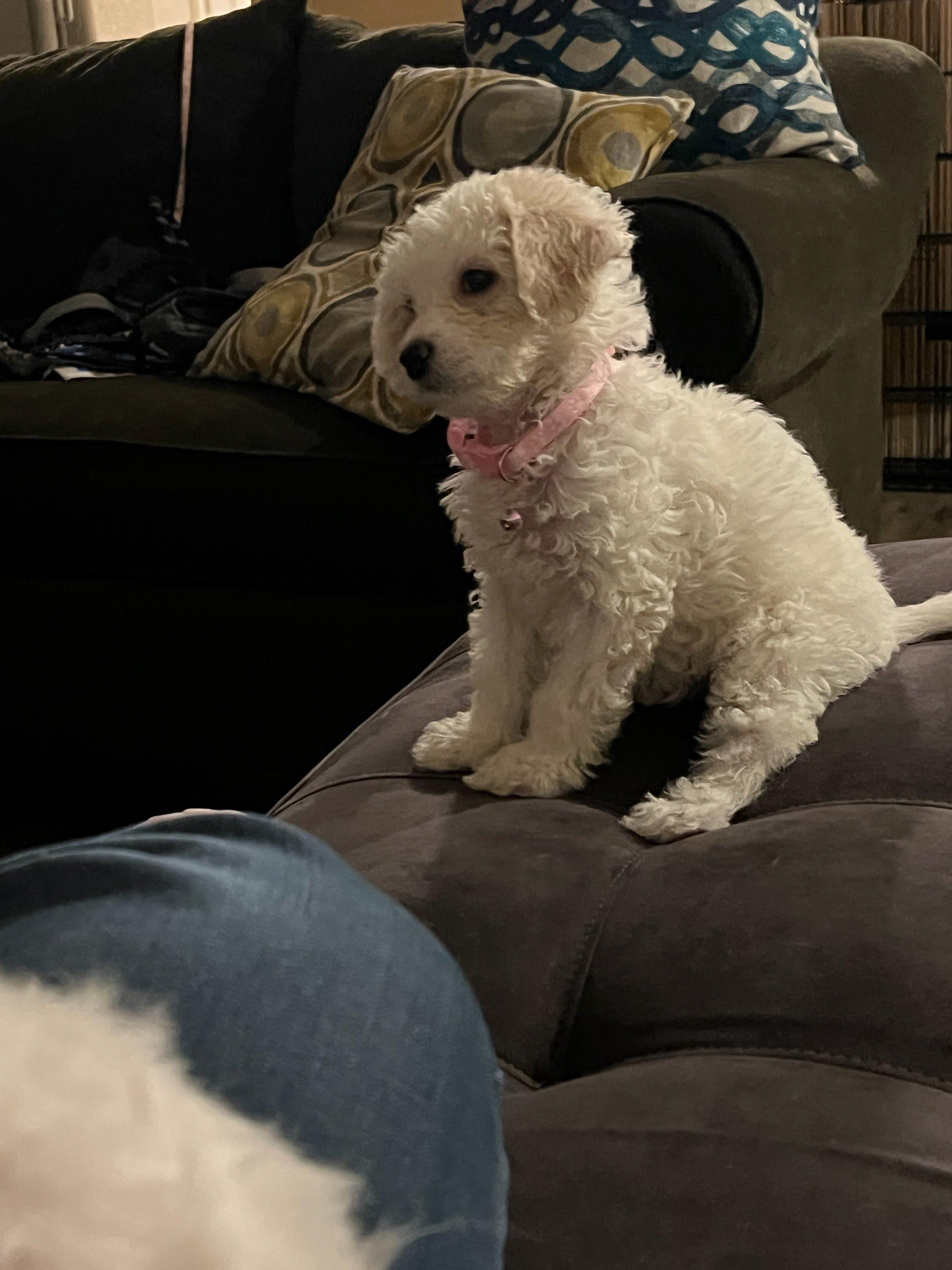 Christina, adopted, Puppy Female Maltese & Poodle (Toy).