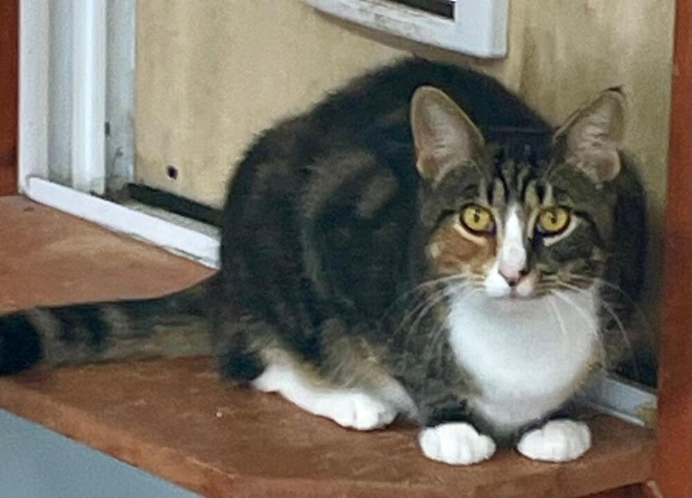 Morgan, Adoptable, Adult Female Domestic Short Hair & Tabby.