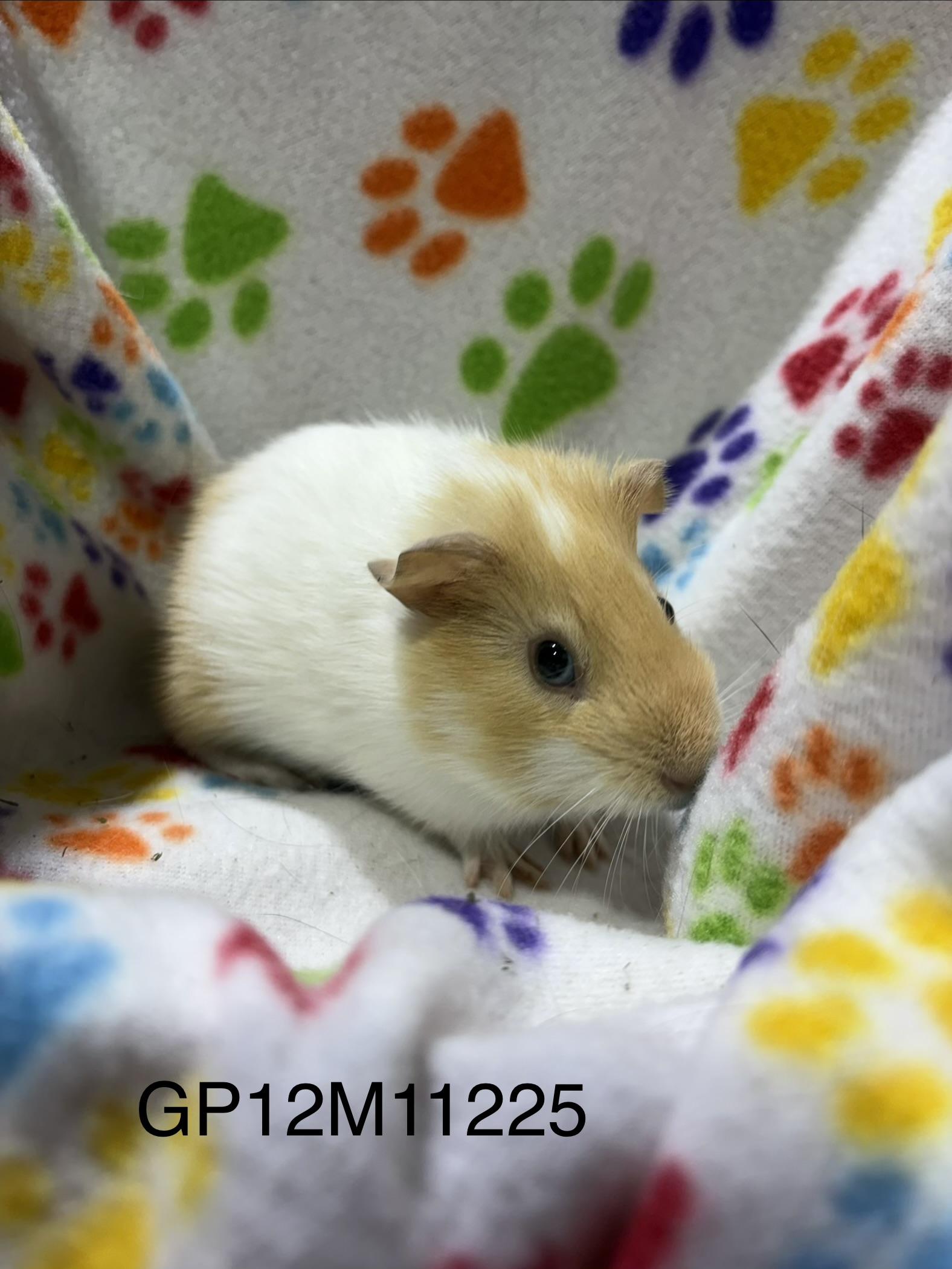 Baby male guinea pigs , Adoptable, Baby Male Guinea Pig.