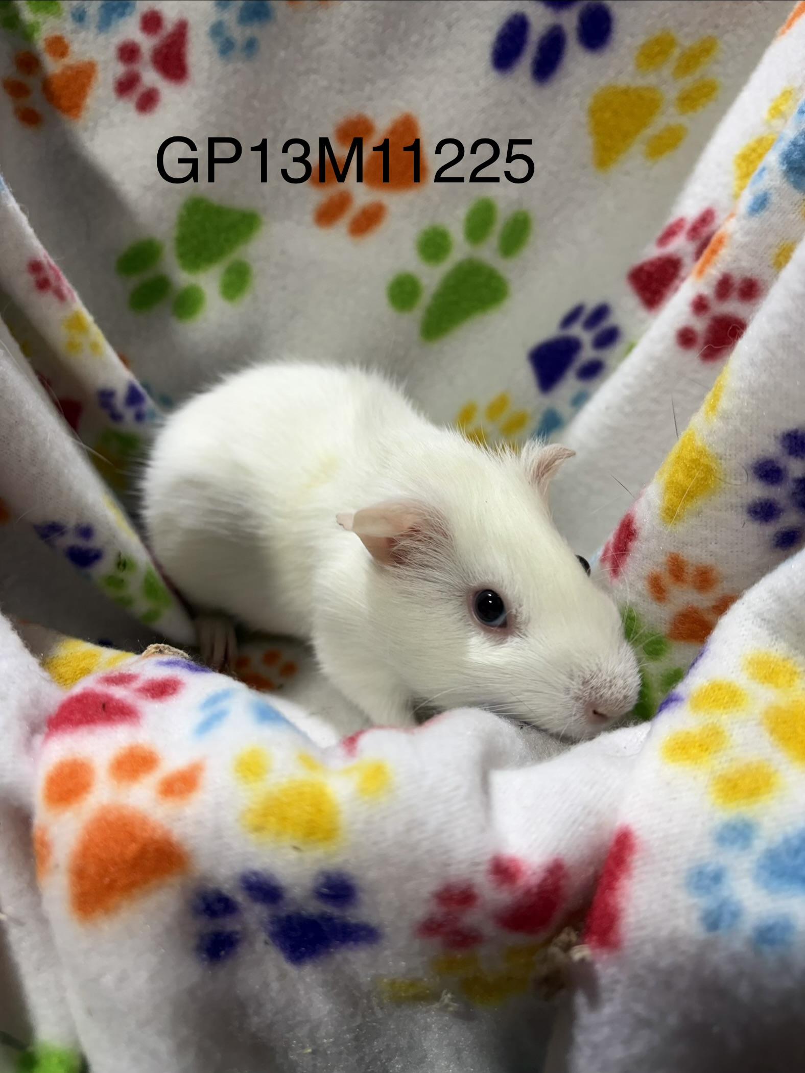 Enlarge Baby male guinea pigs , a Adoptable Guinea Pig in Howell, NJ image 3/3