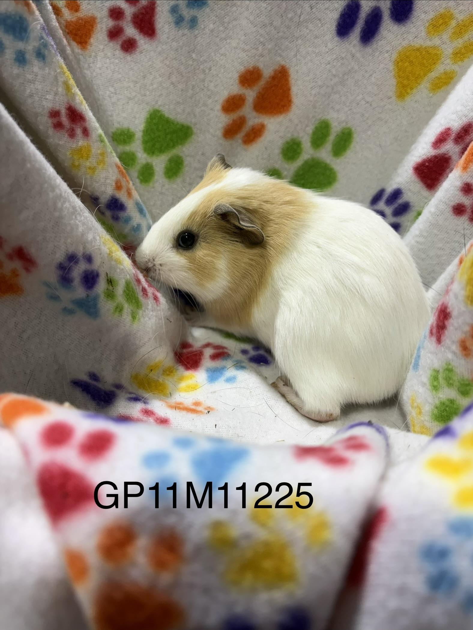 Enlarge Baby male guinea pigs , a Adoptable Guinea Pig in Howell, NJ image 2/3