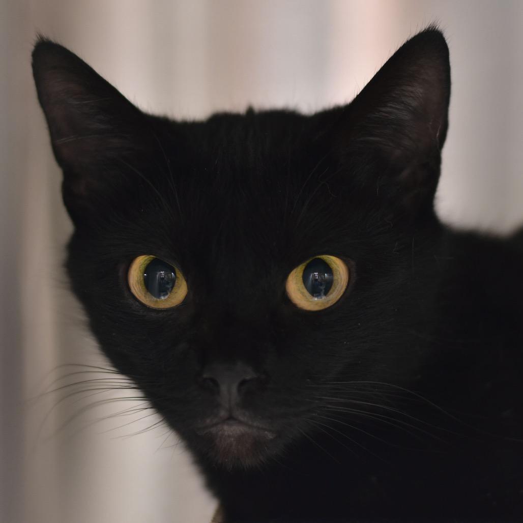 Maggie, Adoptable, Adult Female Domestic Short Hair.