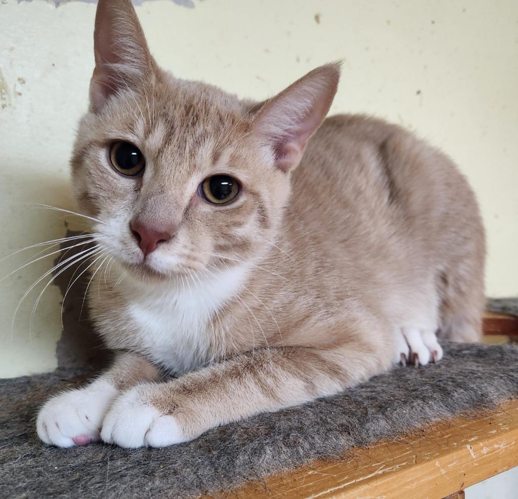 Enlarge Teddy, a Adoptable mixed breed in Walnutport, PA image 1/1