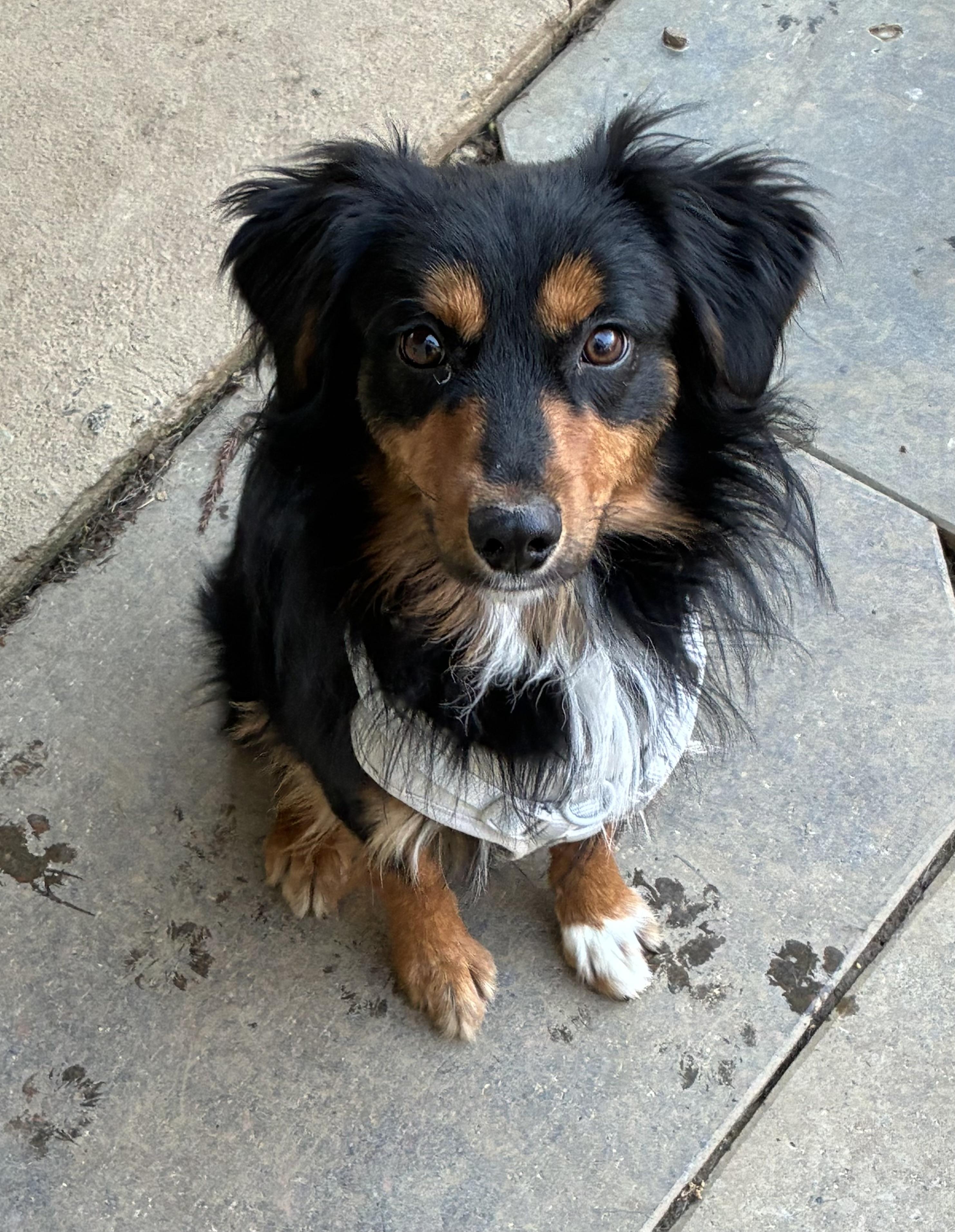 Leo, ADOPTABLE, Puppy Male Australian Shepherd.
