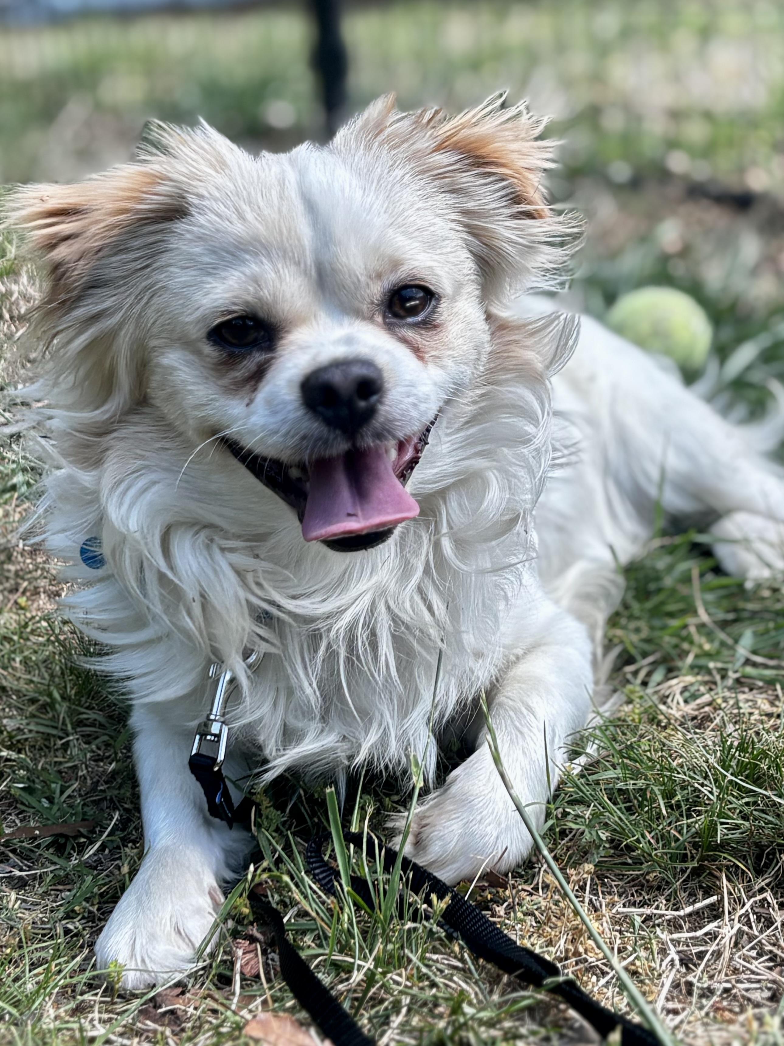 Sushi, ADOPTABLE, Adult Male Japanese Chin & Chihuahua.