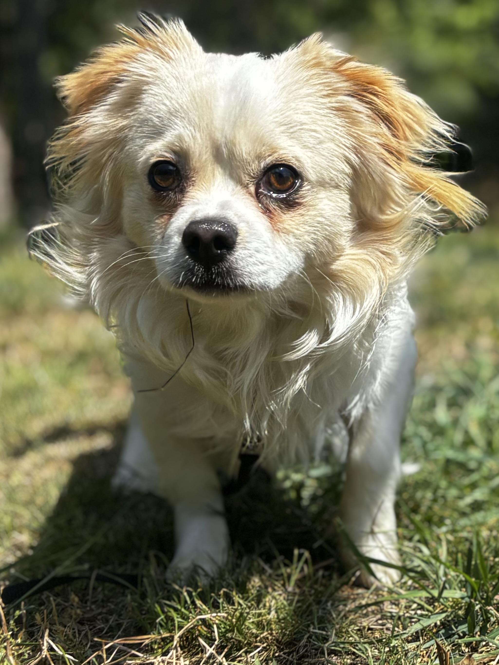 Enlarge Sushi, a ADOPTABLE mixed breed in Midlothian, VA image 4/4