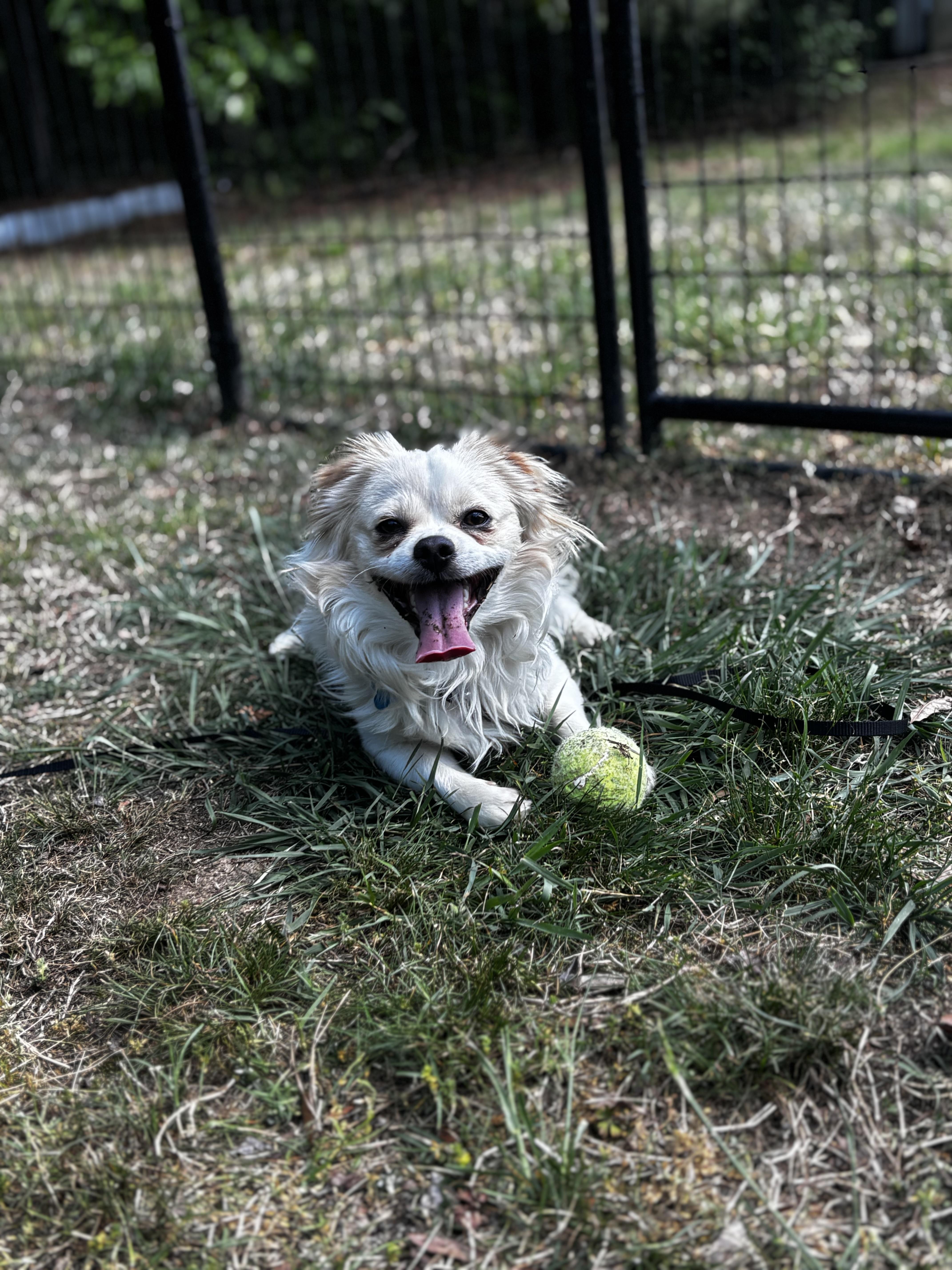 Enlarge Sushi, a ADOPTABLE mixed breed in Midlothian, VA image 3/4