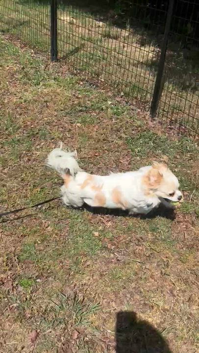 Enlarge Sushi, a ADOPTABLE mixed breed in Midlothian, VA video 2/4