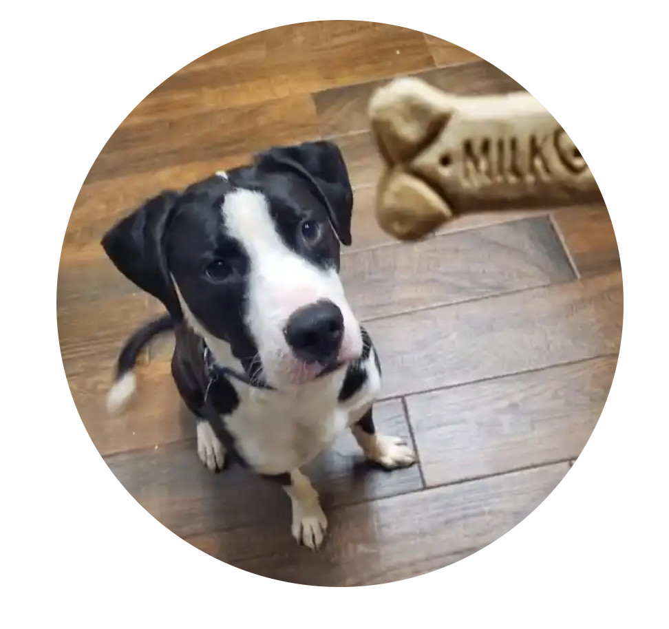 Enlarge Bosco, a Adoptable mixed breed in Harlingen, TX image 1/1