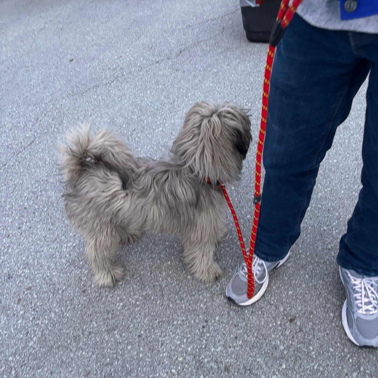 Enlarge Rulu, an adopted mixed breed in Mississauga , ON image 6/6