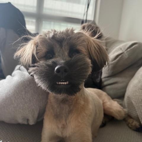 Rulu, adopted, Young Female Terrier & Brussels Griffon.