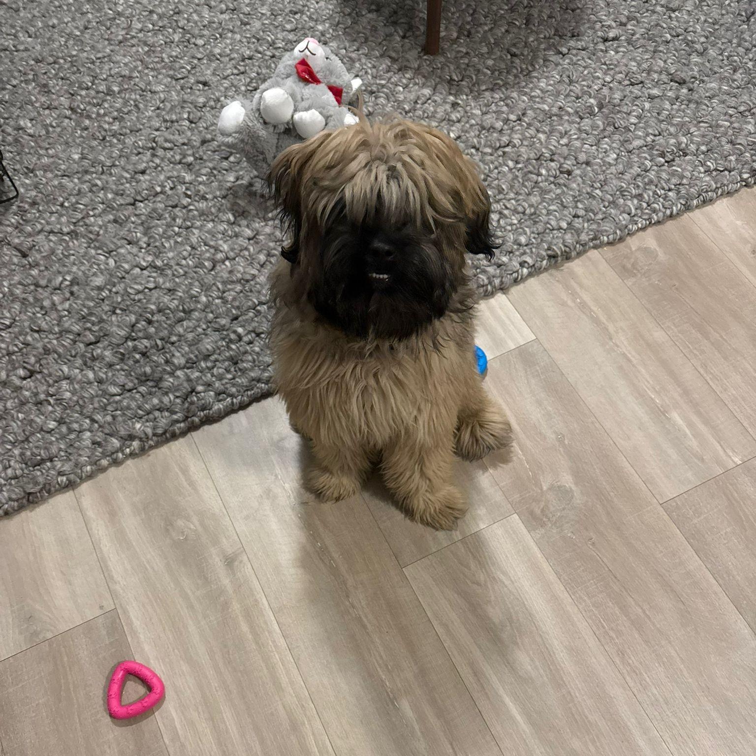 Enlarge Rulu, an adopted mixed breed in Mississauga , ON image 2/6