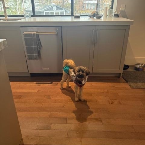 Enlarge Rulu, an adopted mixed breed in Mississauga , ON image 3/6