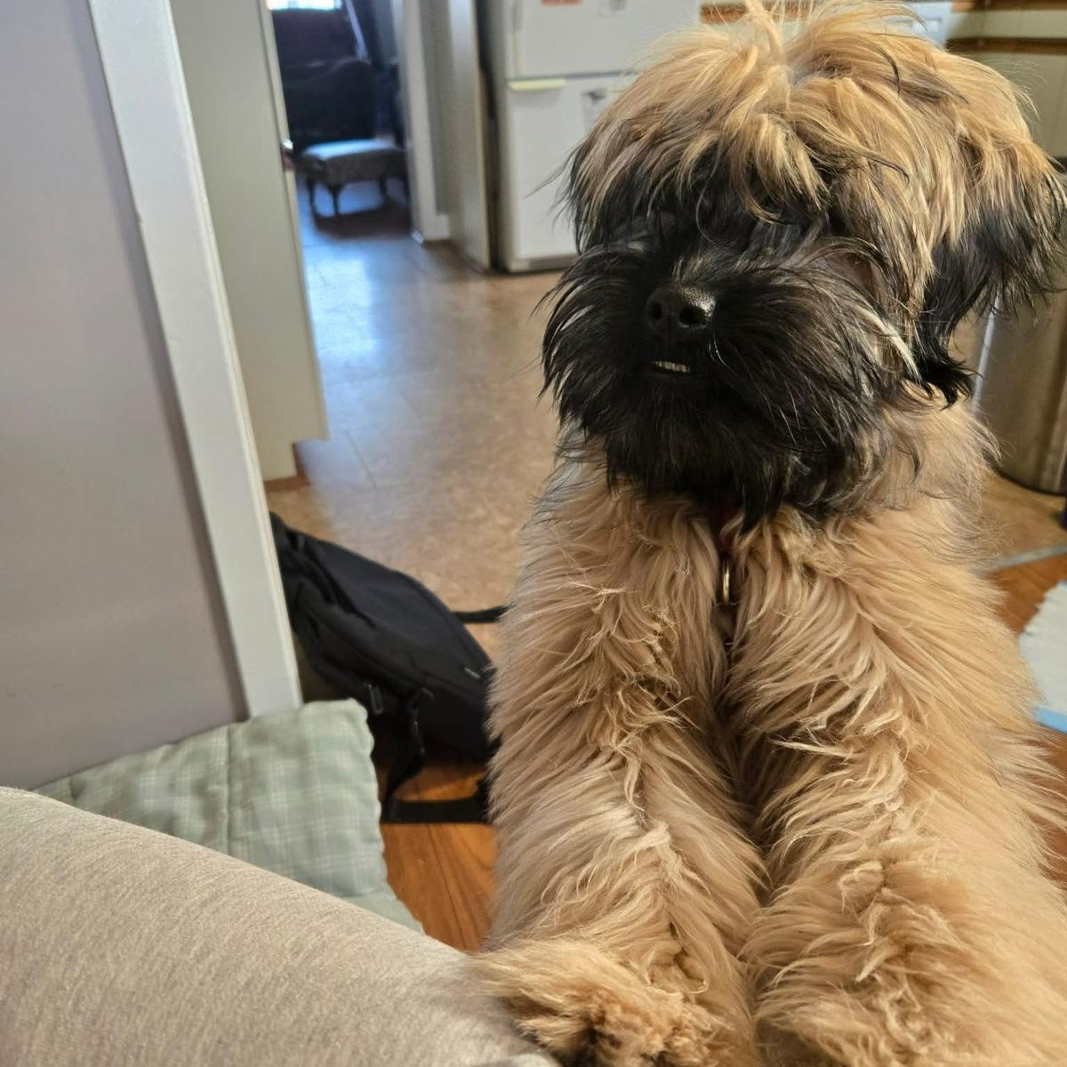 Enlarge Rulu, an adopted mixed breed in Mississauga , ON image 4/6