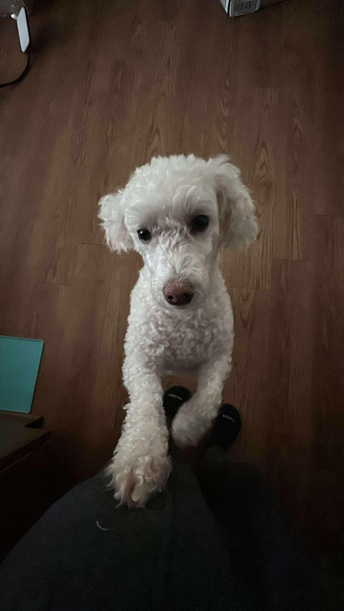 Momo, Adoptable, Adult Female Poodle & Miniature Schnauzer.