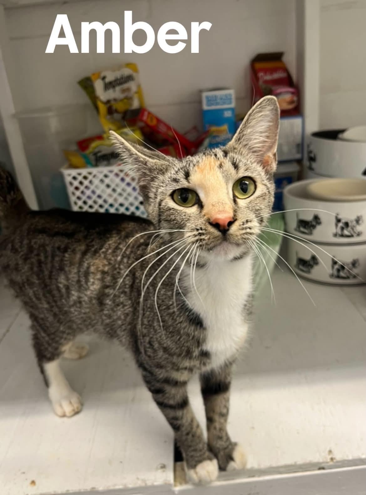 Enlarge Amber, a Adoptable American Shorthair in Quincy, MI image 1/1