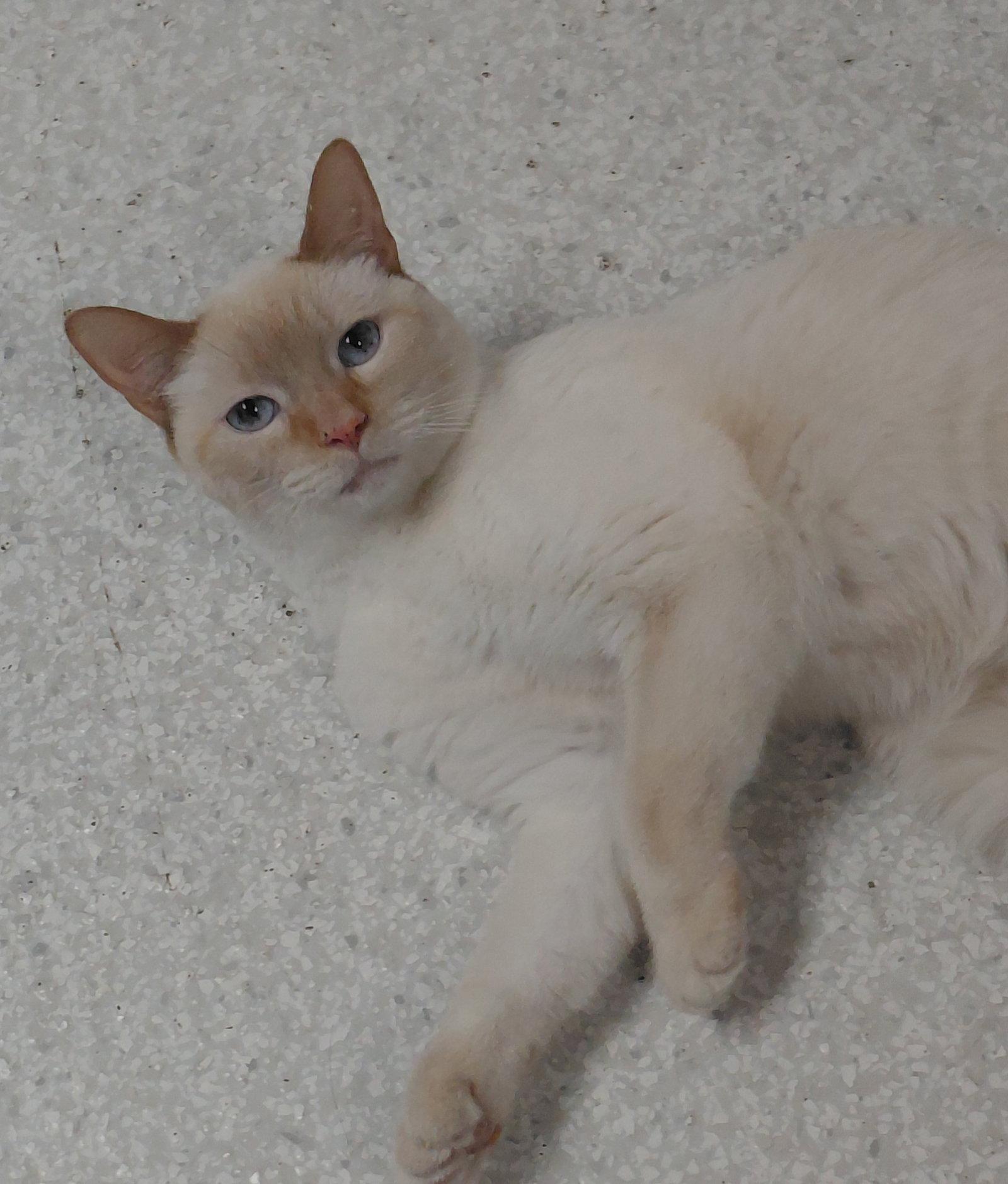 Bailey @ The Cat's Brew, Adopted, Adult Female Domestic Short Hair.