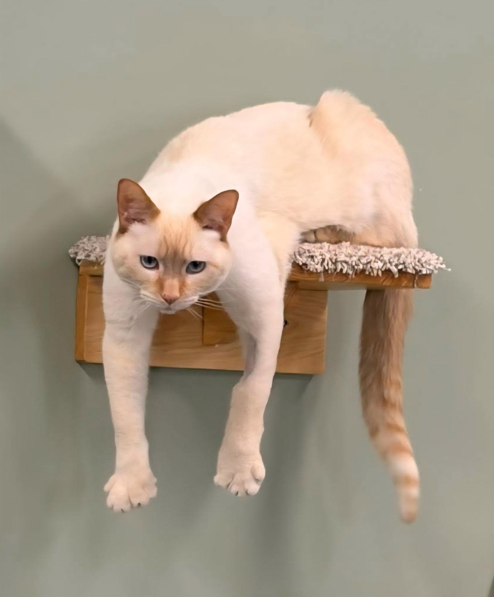 Enlarge Bailey @ The Cat's Brew, a Adopted Domestic Short Hair in Montello, WI image 2/3