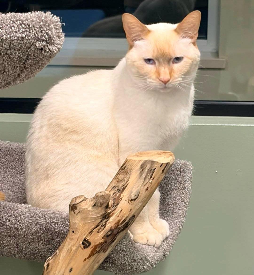 Enlarge Bailey @ The Cat's Brew, a Adopted Domestic Short Hair in Montello, WI image 3/3