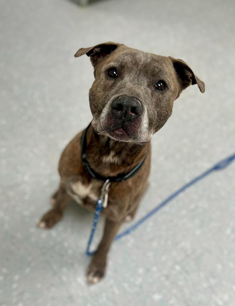 Zephyr, ADOPTABLE, Senior Male Pit Bull Terrier.