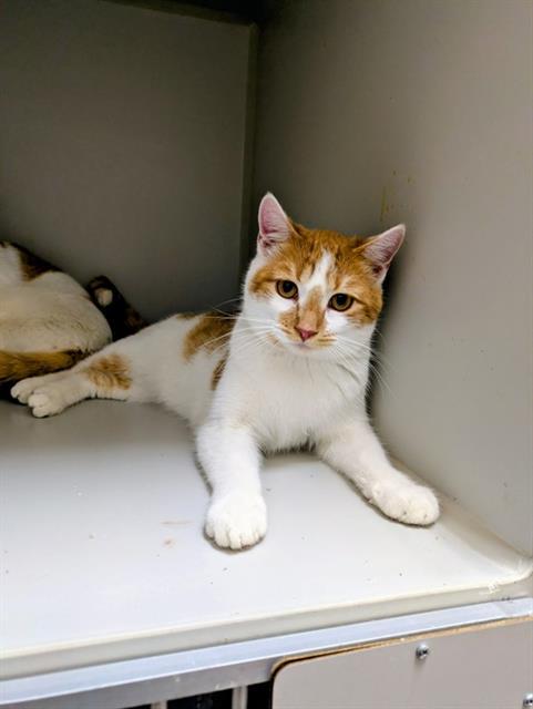 ZOIDBERG, Adoptable, Young Male Domestic Short Hair.