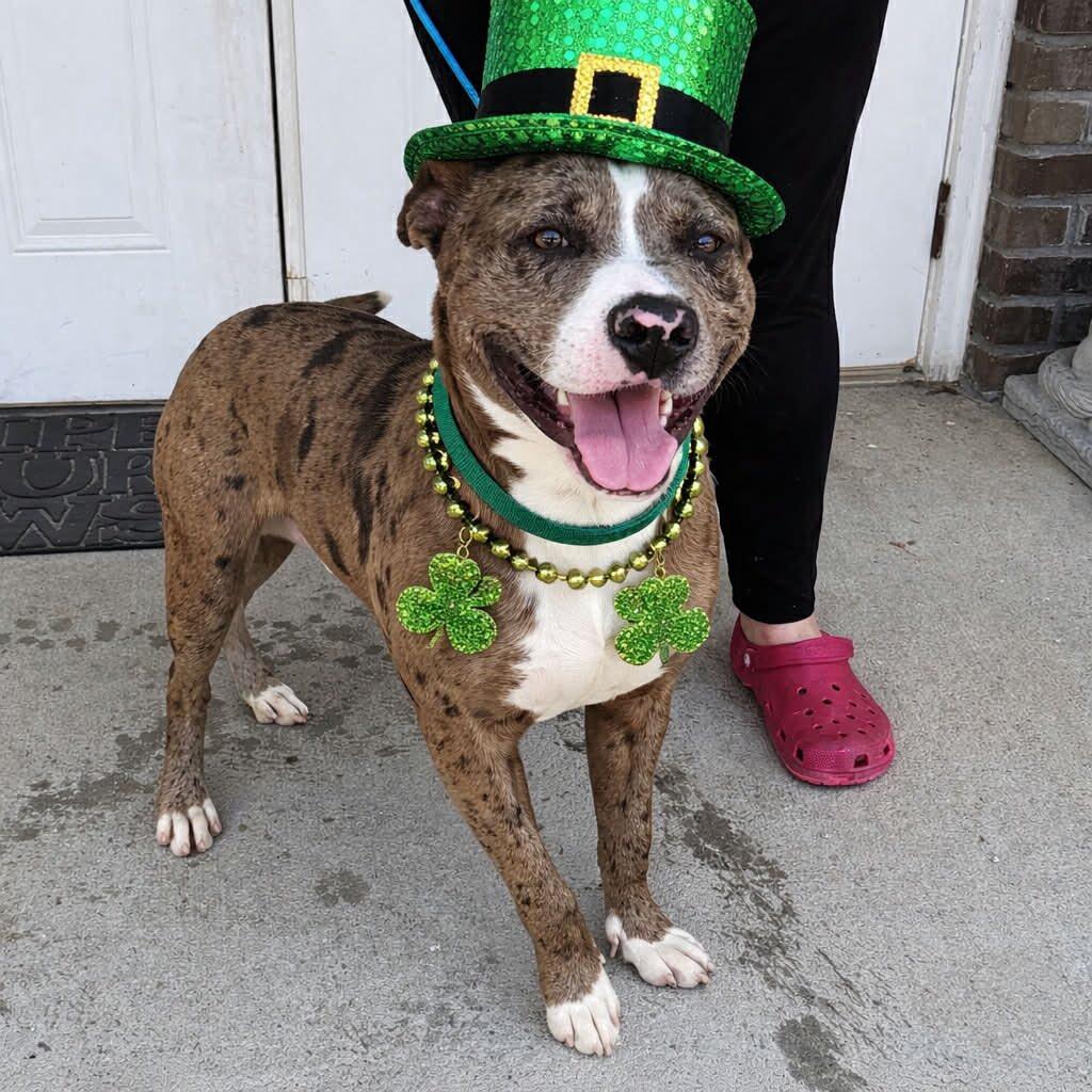 Enlarge Kirk, a ADOPTABLE mixed breed in Washington, GA image 2/4