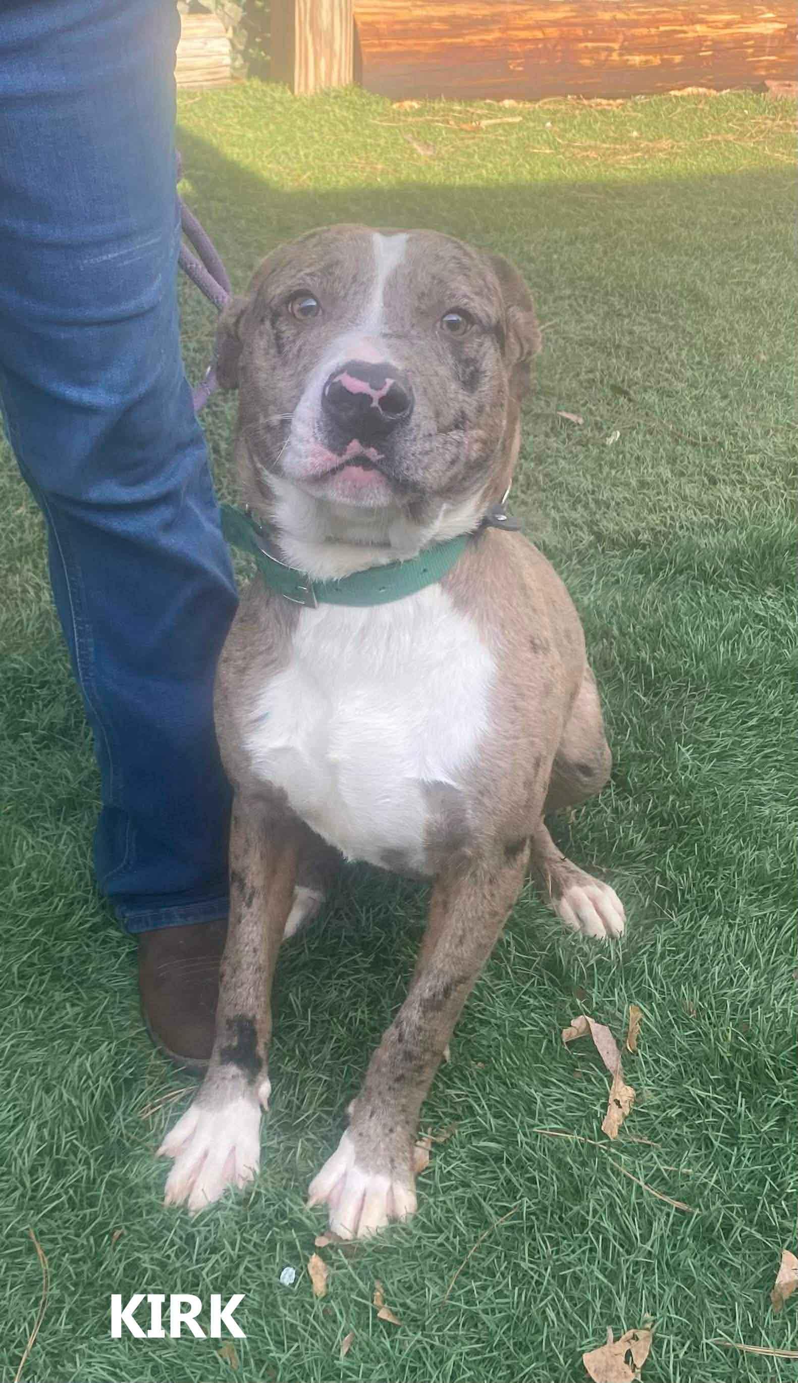 Enlarge Kirk, a ADOPTABLE mixed breed in Washington, GA image 3/3