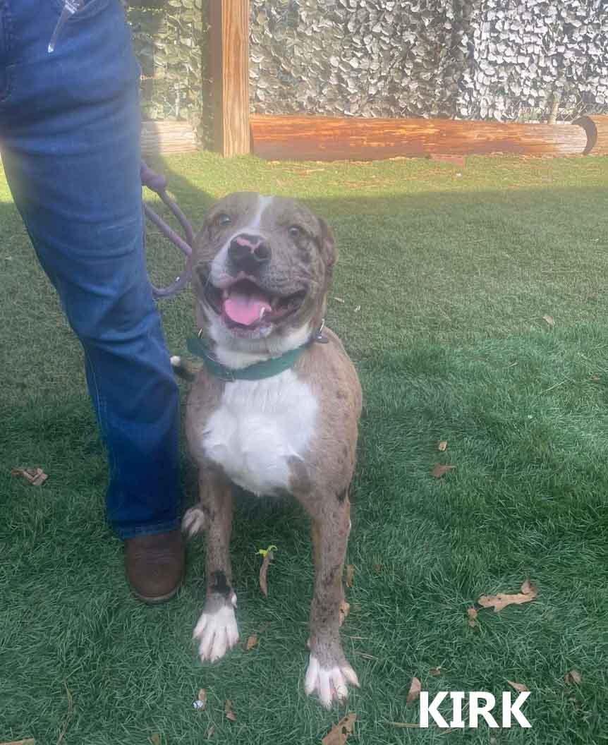 Enlarge Kirk, a ADOPTABLE mixed breed in Washington, GA image 1/3