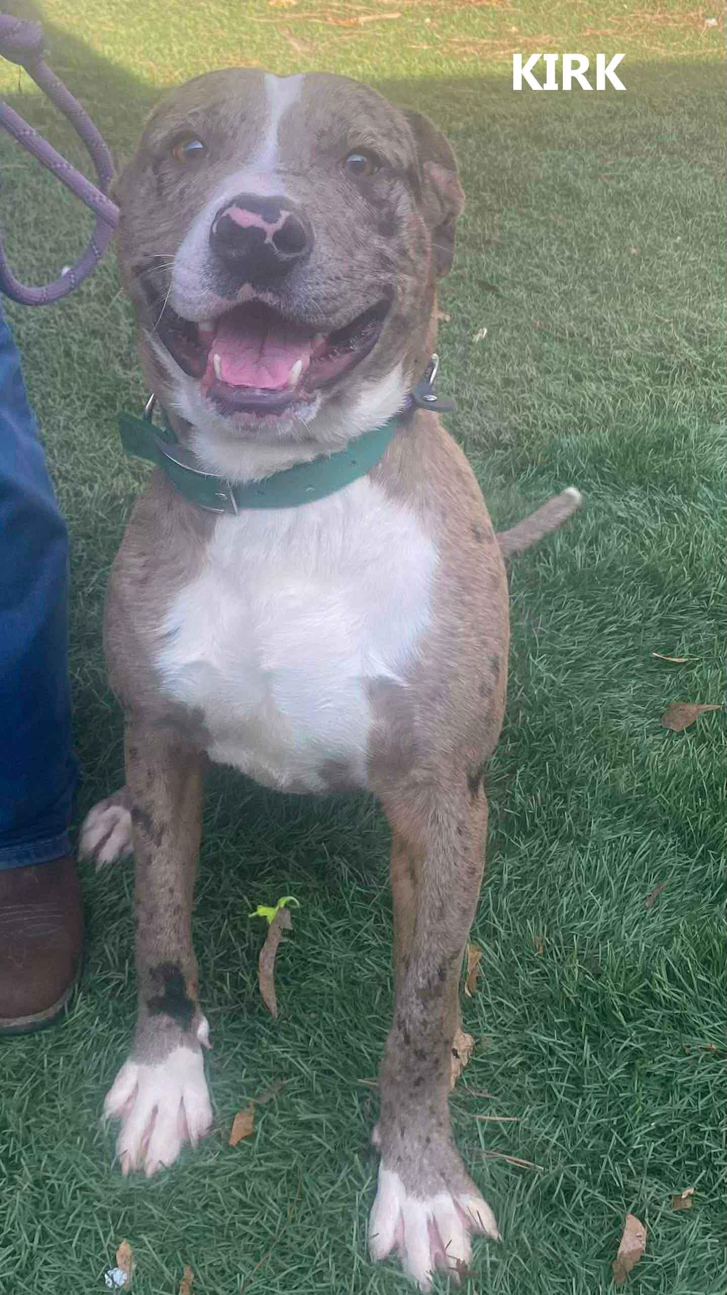 Enlarge Kirk, a ADOPTABLE mixed breed in Washington, GA image 2/3