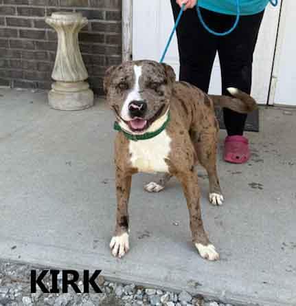 Enlarge Kirk, a ADOPTABLE mixed breed in Washington, GA image 1/4
