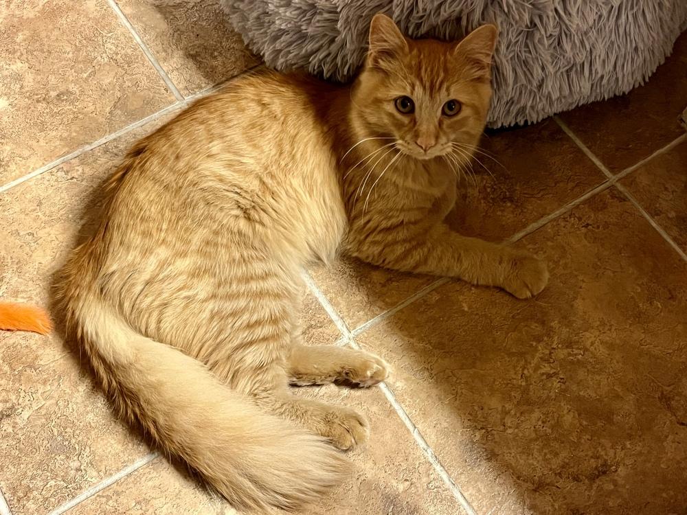 Waffles, Adoptable, Kitten Male Domestic Medium Hair.