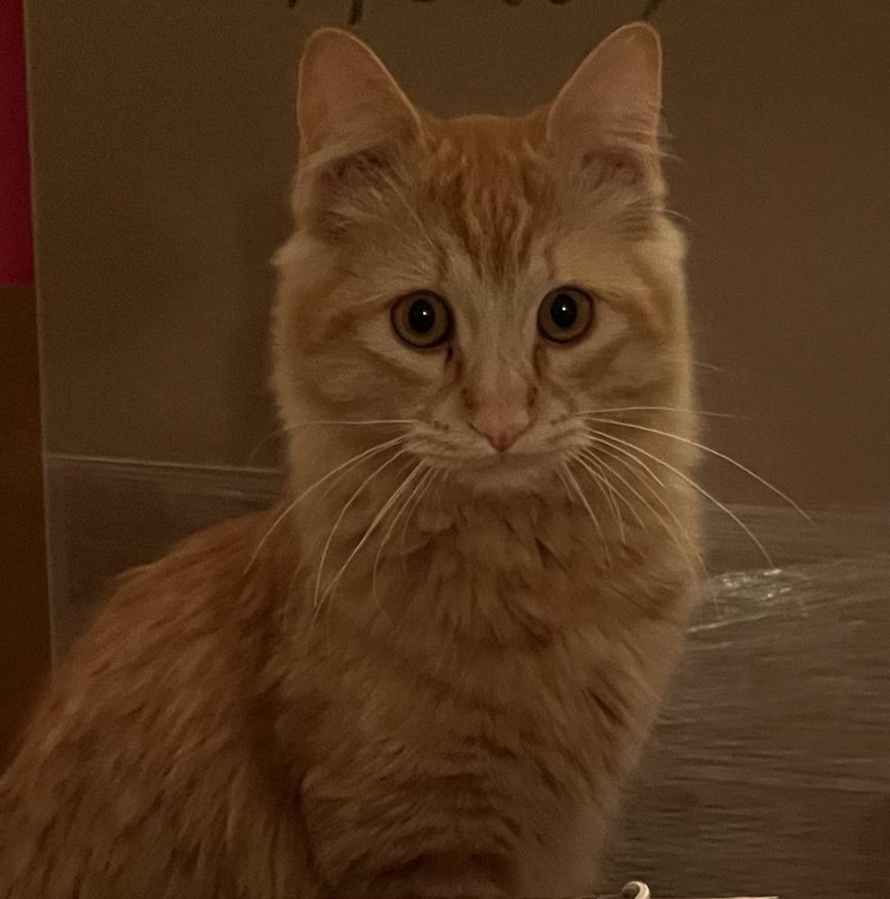 Enlarge Waffles, a Adoptable Domestic Medium Hair in Green Valley, AZ image 2/6