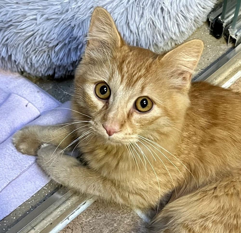 Enlarge Waffles, a Adoptable Domestic Medium Hair in Green Valley, AZ image 3/6