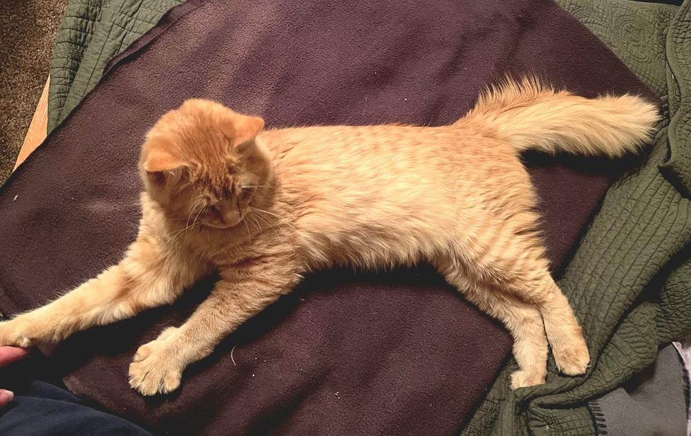 Enlarge Waffles, a Adoptable Domestic Medium Hair in Green Valley, AZ image 4/6