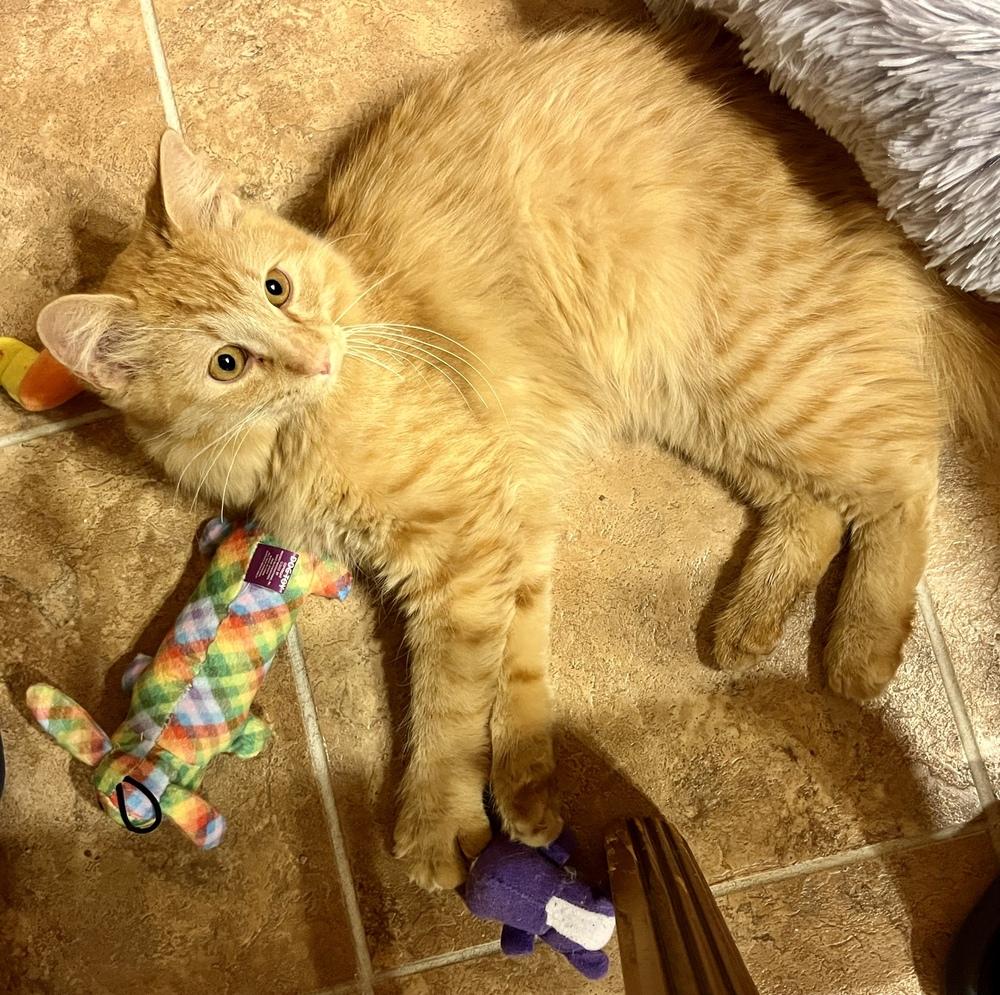 Enlarge Waffles, a Adoptable Domestic Medium Hair in Green Valley, AZ image 6/6