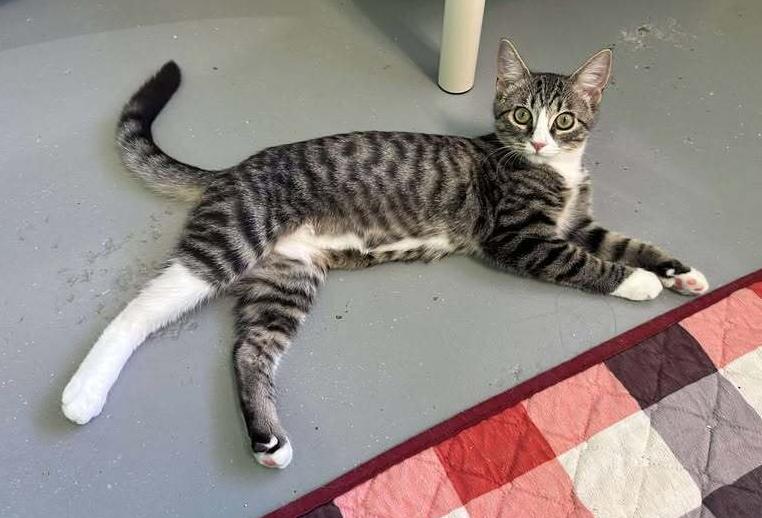 Hemi, Adoptable, Young Female Domestic Short Hair.