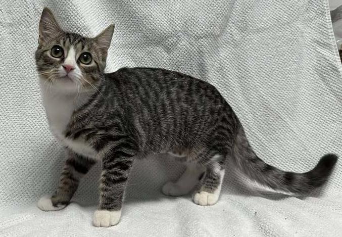 Enlarge Hemi, a Adoptable mixed breed in Woodbridge, VA image 2/2