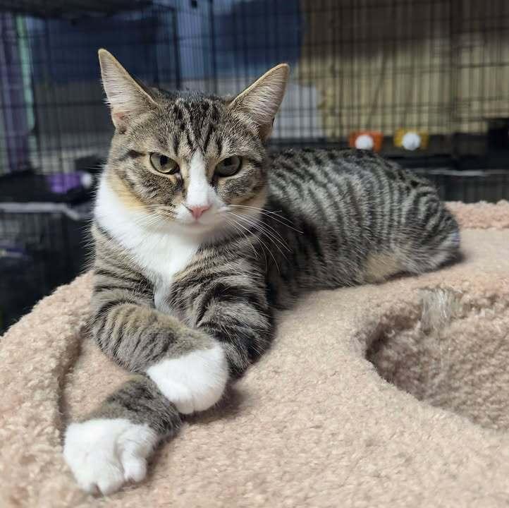 Enlarge Hemi, a Adoptable mixed breed in Woodbridge, VA image 3/6