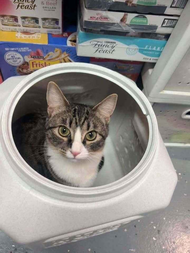 Enlarge Hemi, a Adoptable mixed breed in Woodbridge, VA image 4/6