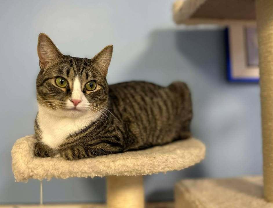 Enlarge Hemi, a Adoptable mixed breed in Woodbridge, VA image 5/6