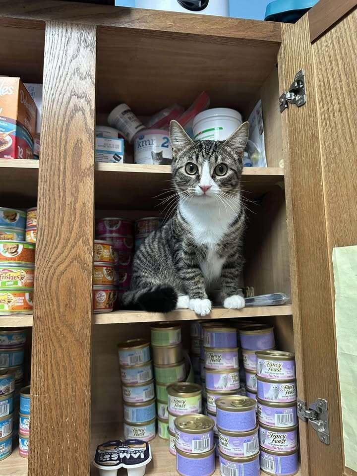 Enlarge Hemi, a Adoptable mixed breed in Woodbridge, VA image 6/6