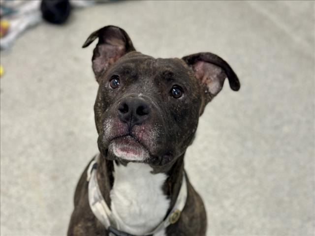 SHADOW, Adoptable, Adult Male Pit Bull Terrier & Mixed Breed.