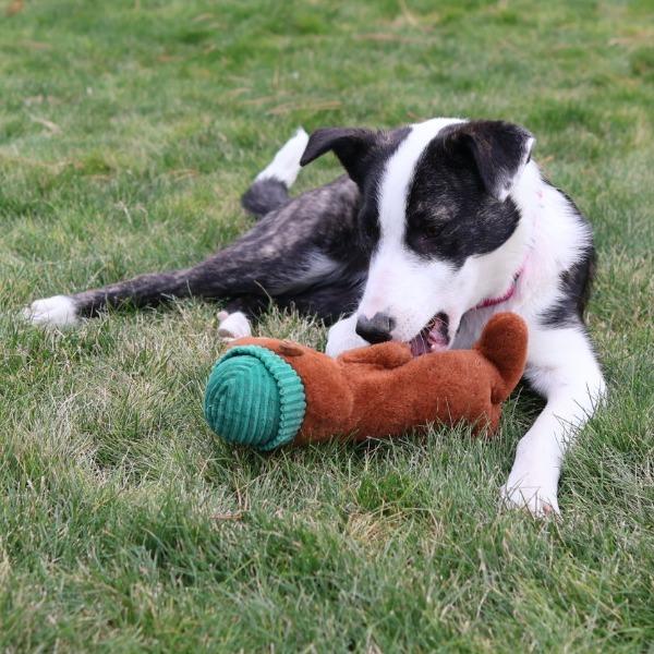 Rainy, Adoptable, Puppy Female Australian Shepherd & Mixed Breed.