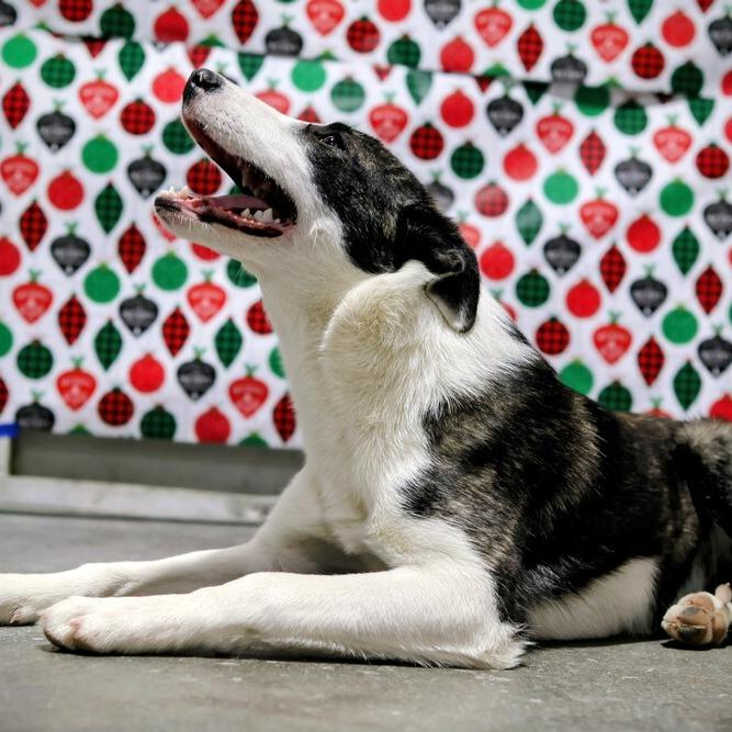 Enlarge Rainy, a Adoptable mixed breed in Moses Lake, WA image 1/1