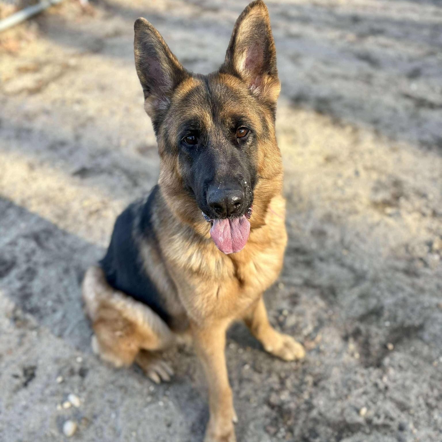 Bailey, a Adoptable German Shepherd Dog in Brookhaven, NY image 1/4