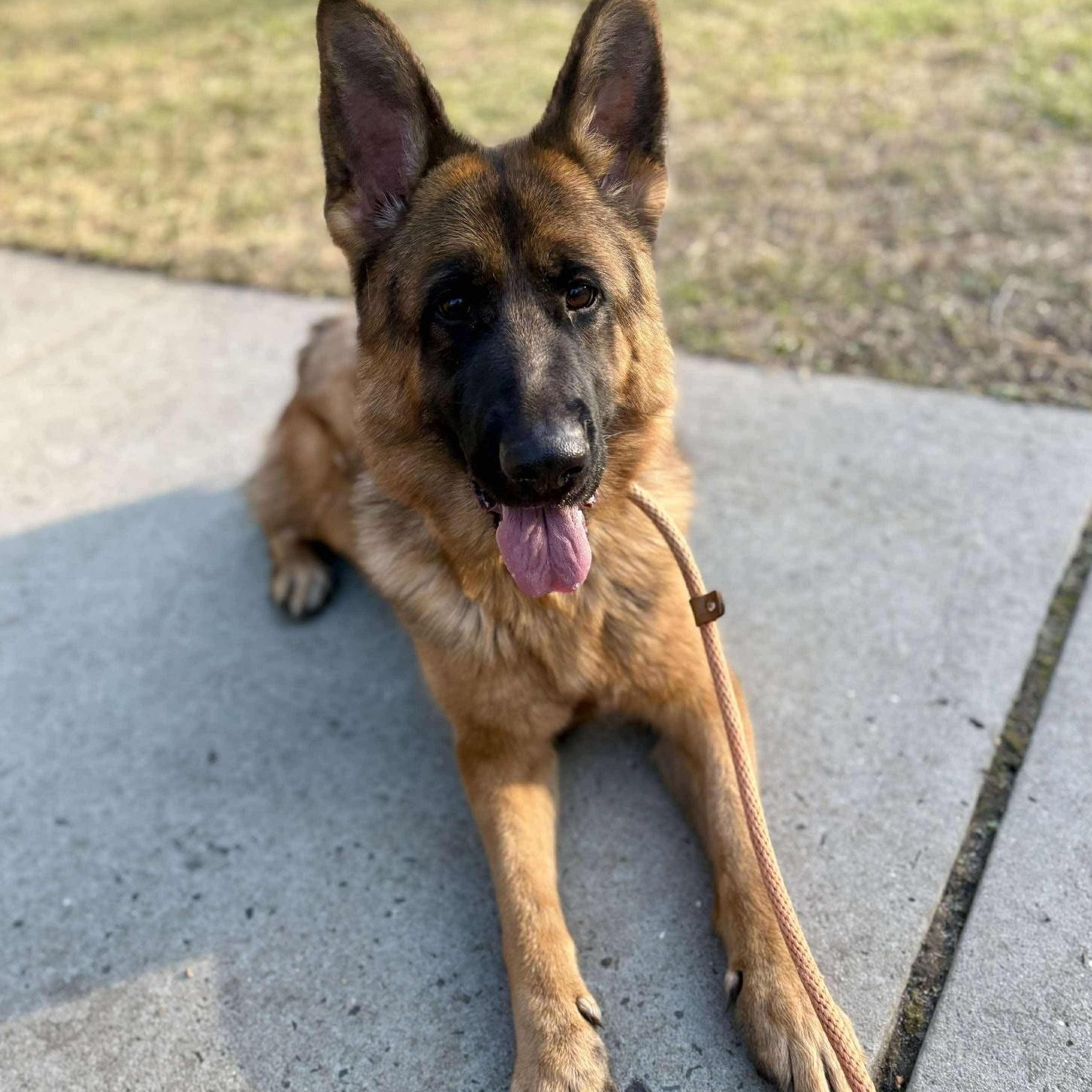 Bailey, a Adoptable German Shepherd Dog in Brookhaven, NY image 3/4