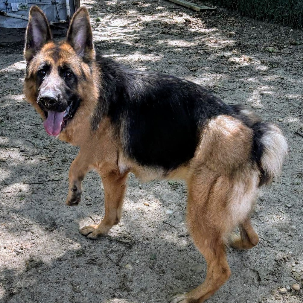 Bailey, a Adoptable German Shepherd Dog in Brookhaven, NY image 2/4